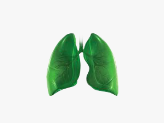 lungs-images
